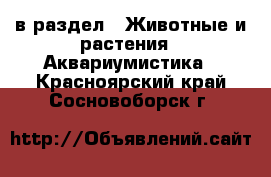  в раздел : Животные и растения » Аквариумистика . Красноярский край,Сосновоборск г.